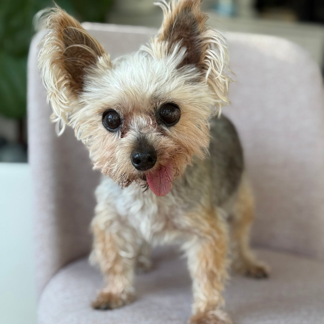Why Does My Dog Do That? Decoding Common Dog Behaviors