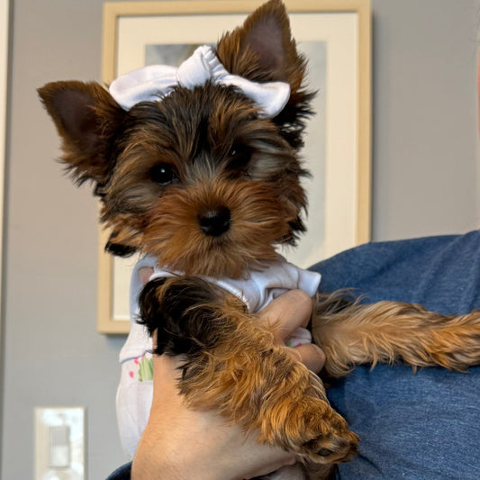 Puppy Fever: Are You Ready for a New Four-Legged Family Member?