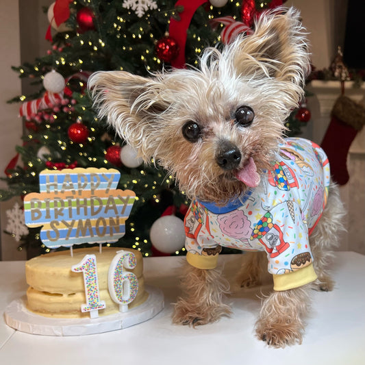 Cute yorkie celebrating his 16th birthday